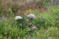 2015_05_Le_Cotentin_20