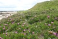 2015_05_Le_Cotentin_253