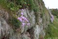 2015_05_Le_Cotentin_27