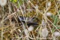 2015_05_Le_Cotentin_87