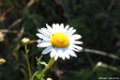 2015_05_Le_Cotentin_99