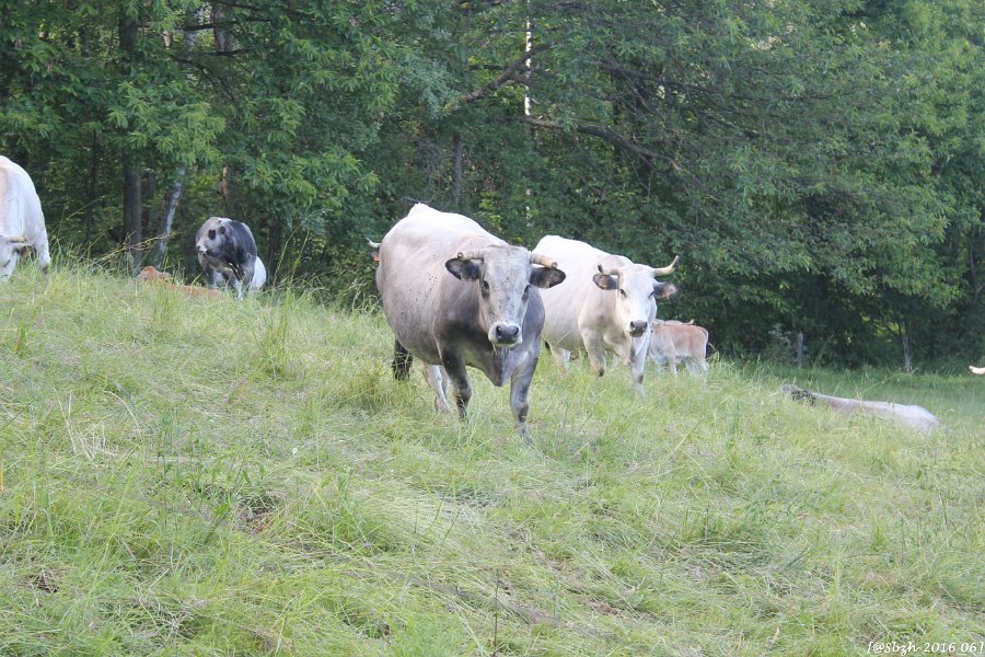 2016_06_Ariege__069