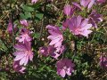 2008_07_22_03_Ochagavia_006