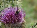 2008_07_27_Osquich_011