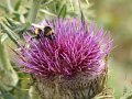 2008_07_27_Osquich_012