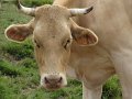 2008_07_27_Osquich_016