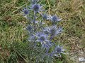 2008_07_27_Osquich_022