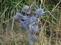 2008_07_27_Osquich_024