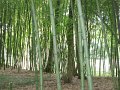 2008_07_29_Laas_002