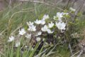 2016_04_Sauveterre__046