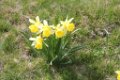 2016_05_Sauveterre__041