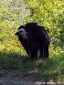 2017_07_Sauveterre_036