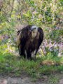 2017_07_Sauveterre_038