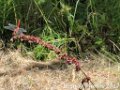 2017_08_Sauveterre_044
