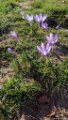 2017_10_Sauveterre_102